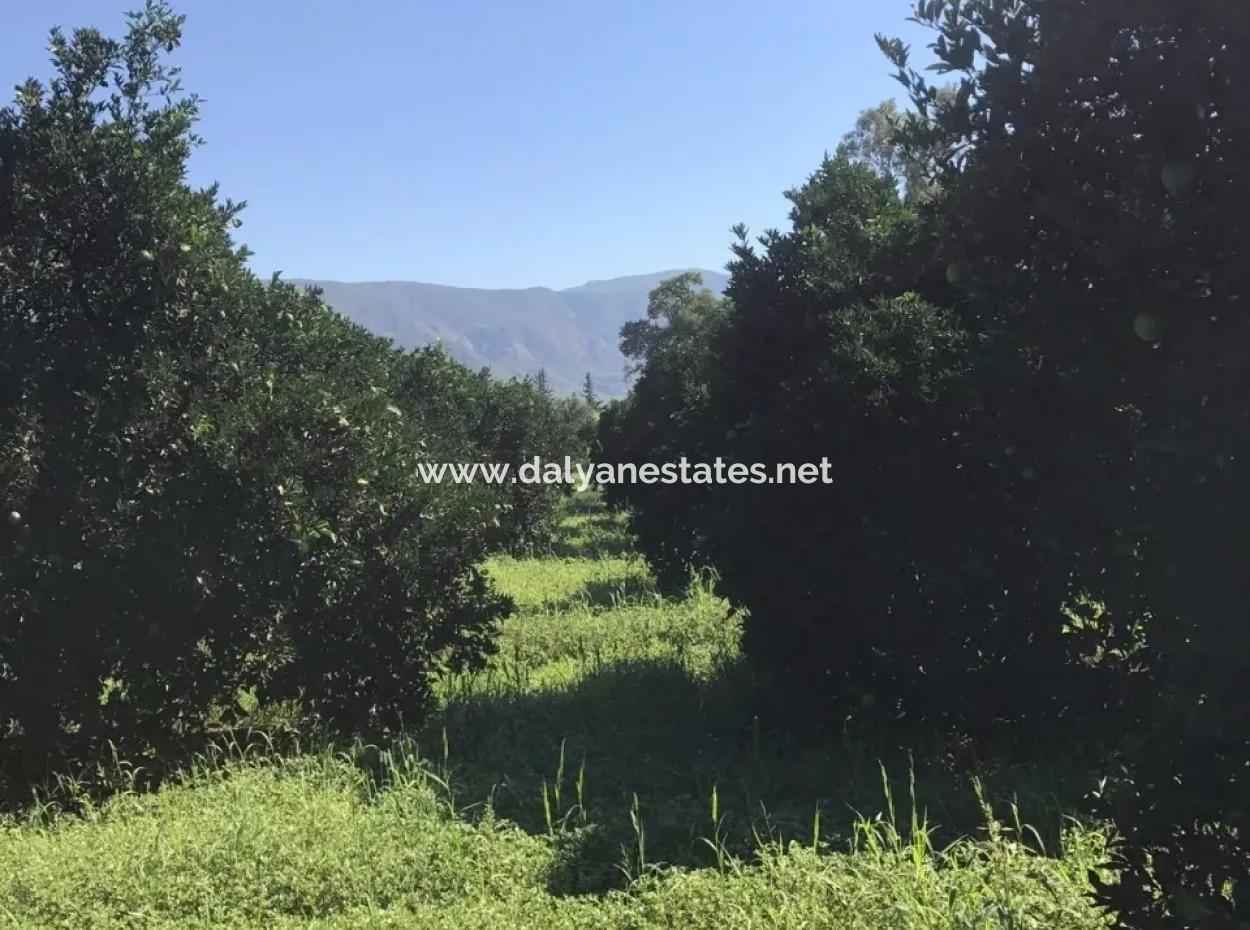 Garten Grundstück Mit Garten Zum Verkauf In Köyceğiz Zum Verkauf In Dogusbelen Dogusbelen Narenc