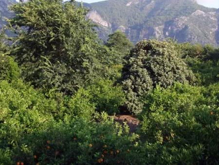 Nahe Dem Zentrum Von Dalyan In Dalyan Grundstück Für Verkauf Zum Verkauf 987M2