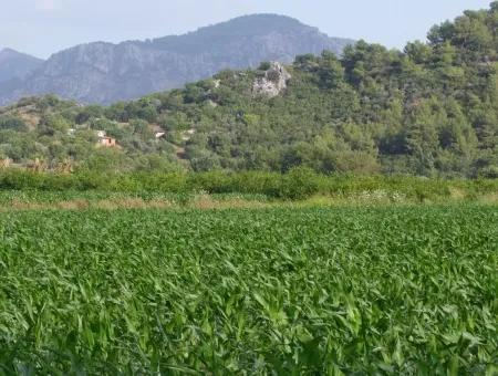 Bauernhof Zum Verkauf In Der Nähe Des Zentrums Von Dalyan,14, 612M2 Bauernhof Zum Verkauf