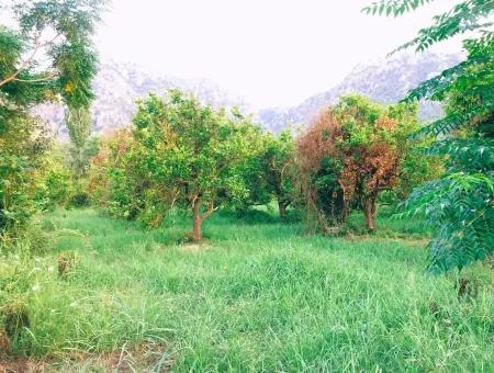 Archer In Die Bogenschützen Grundstück Zum Verkauf Zum Verkauf In Marmarli 1,500M2 Grundstück Zum Verkauf