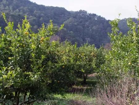 Zum Verkauf In Koycegiz, Dalyan Grundstück Zum Verkauf 10629M2