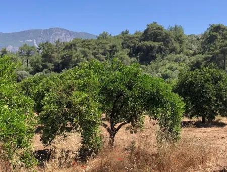 Garten Zum Verkauf In Gokce Akyaka, In Der Nähe Vom Meer, 38,000M2 Grundstück Zum Verkauf