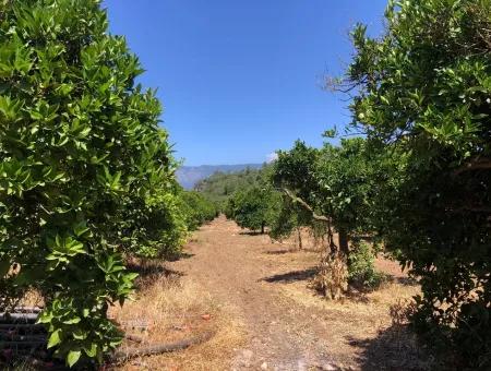 Garten Zum Verkauf In Gokce Akyaka, In Der Nähe Vom Meer, 38,000M2 Grundstück Zum Verkauf