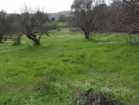 In Incirkoy Uzumlu Fethiye Grundstück Für Verkauf Bauernhof Zum Verkauf In Incirkoy