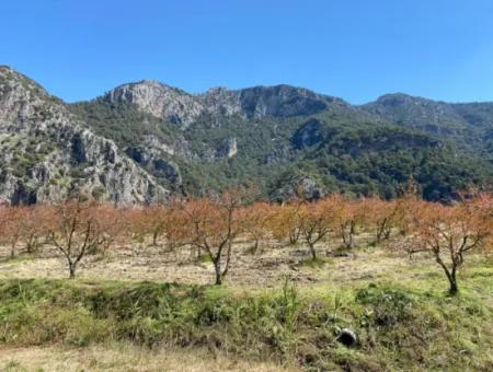 9310M2 Grundstück Zu Verkaufen In Dalyan