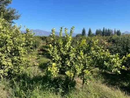 2223M2 Felder Zum Verkauf In Dalyan