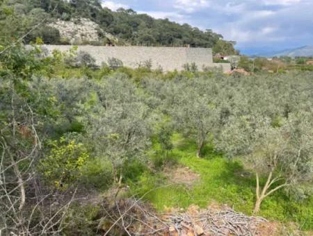 5000M2 Feld Zum Verkauf Am Anfang Der Straße In Çandır