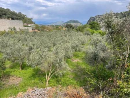 5000M2 Feld Zum Verkauf Am Anfang Der Straße In Çandır