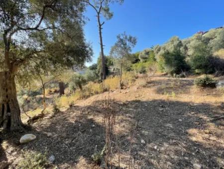 1.320M2 Feld Zum Verkauf Im Zentrum Von Çandır Am Wald