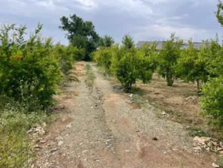 2.528M2 Feld Zum Verkauf In Der Nähe Des Zentrums Von Dalyan