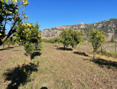 Grundstück Zum Verkauf In Dalyan In Der Nähe Des Zentrums Von 6600M2