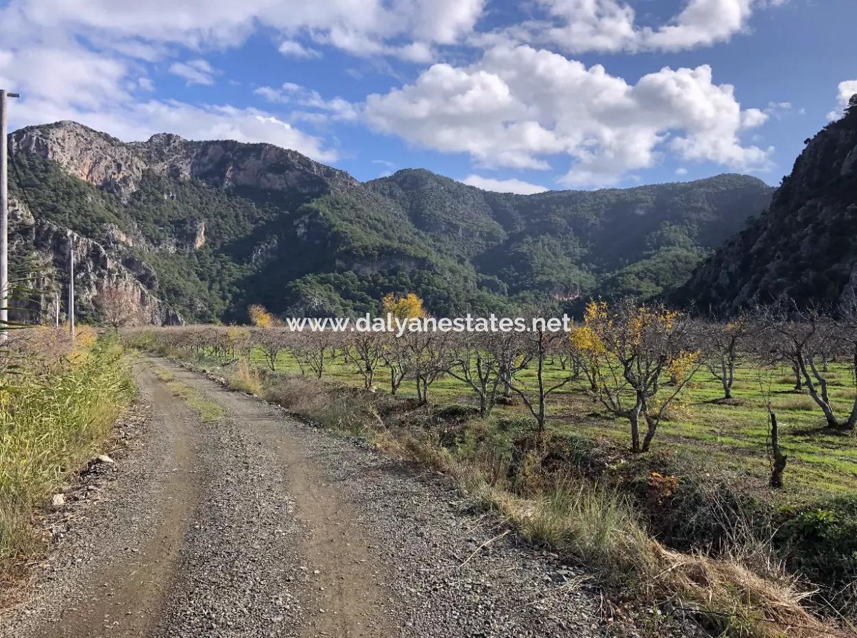 Land For Sale In Dalyan Istuzu Yollu On 24,000M2 Pomegranate Garden For Sale