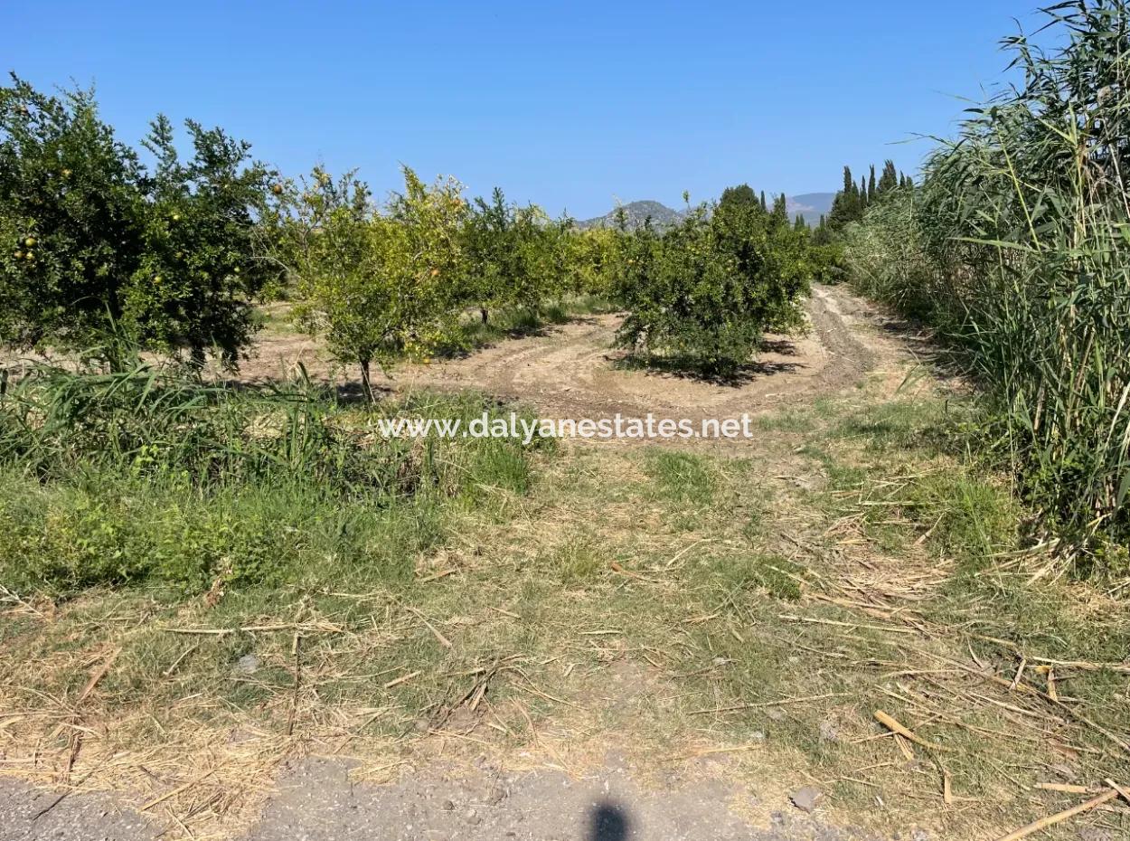 10,000M2 Pomegranate Garden For Sale In Dalyan Arıkbaşı And Gerendüzün