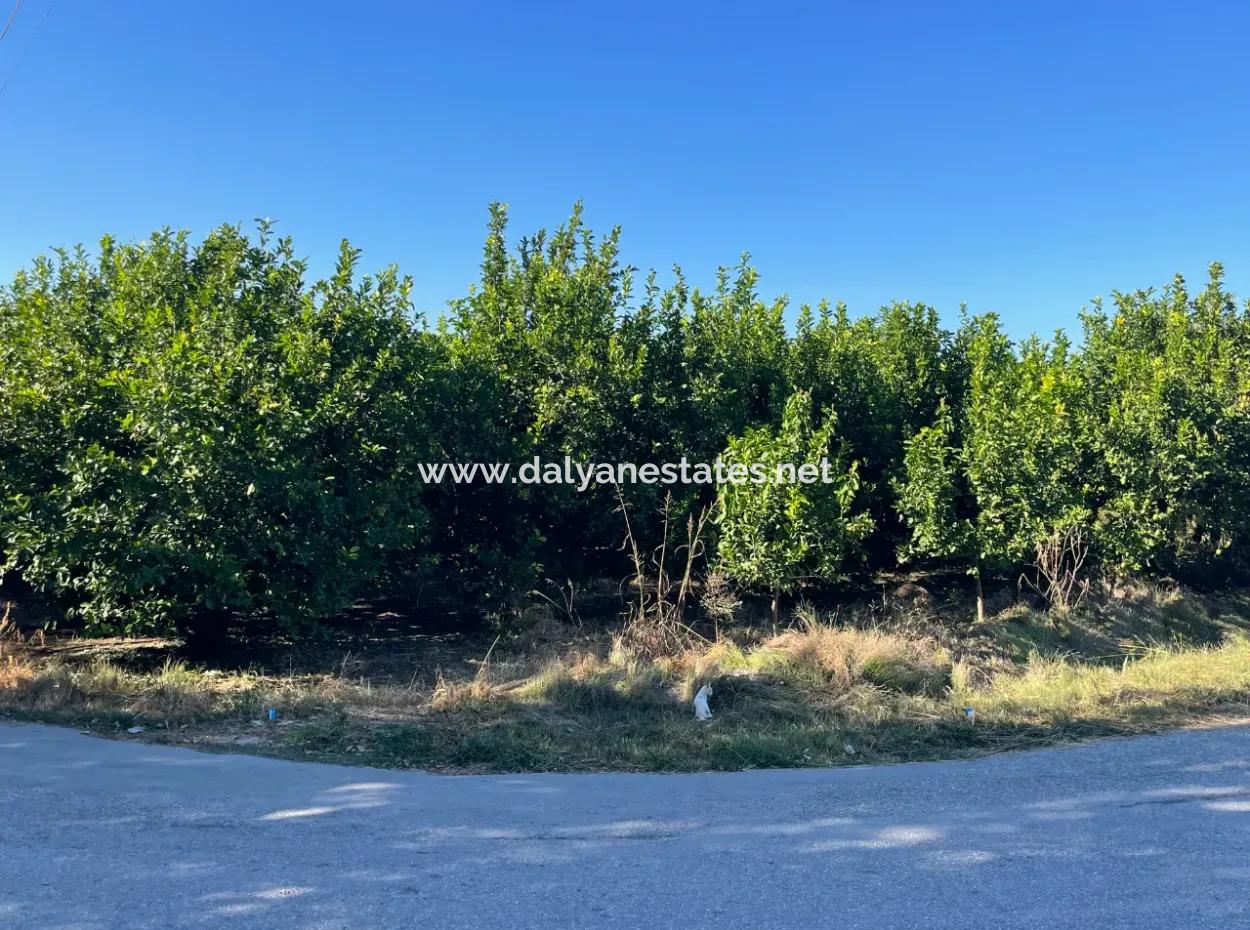 2D Lemon Orchard For Sale In Marmarli, Dalyan