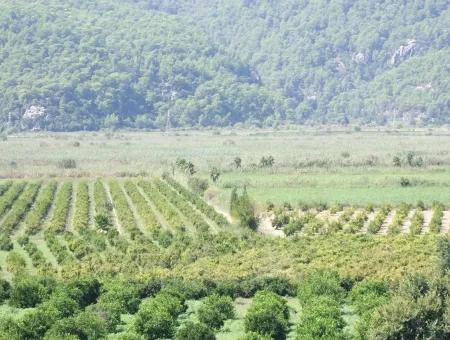 For Sale Farm For Sale In Dalyan 73410M2