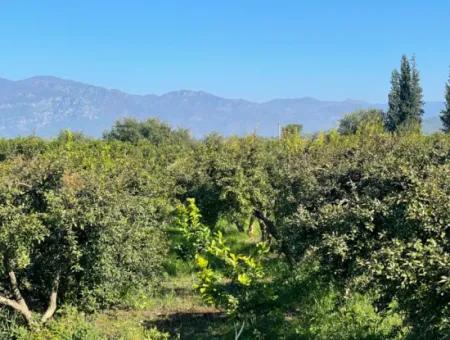 2223M2 Fields For Sale In Dalyan