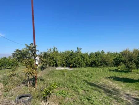 10,000M2 Lemon Garden For Sale In Karadons