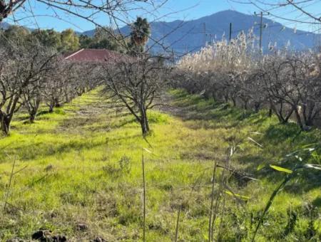 Dalyan Iztuzu Road Zero 5216M2 Field Plot For Sale