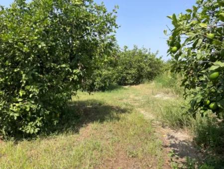 10.000M2 Land For Sale In The Village Built-Up Area In Okçular