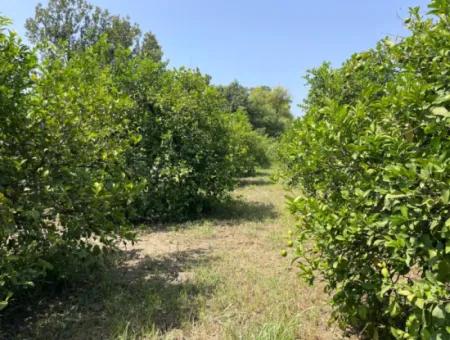 10.000M2 Land For Sale In The Village Built-Up Area In Okçular