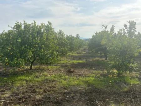 Tepearası'nda Tek Tapu 5617M2 Satılık Limon Bahçesi