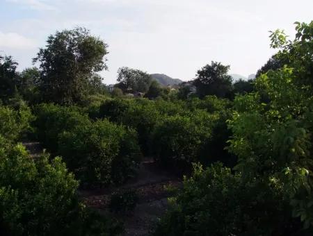 Dalyan Satılık Arsa Dalyan Merkeze Yakın 987M2 Satılık Arsa