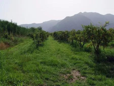 Dalyan İztuzu Satılık Bahçe Dalyan Göle Sıfır Satılık Arsa