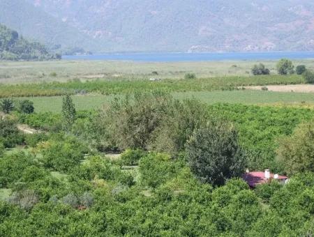 Dalyan Satılık Tarla Dalyan 73410M2 Satılık Tarla