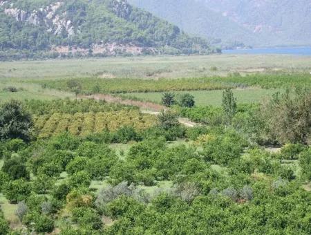 Dalyan Satılık Tarla Dalyan 73410M2 Satılık Tarla