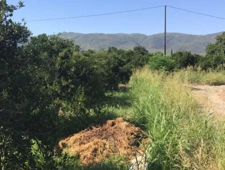 Doğuşbelenden Satılık Bahçe Arsa Köyceğiz Döğüşbelende Satılık Narence Bahçesi