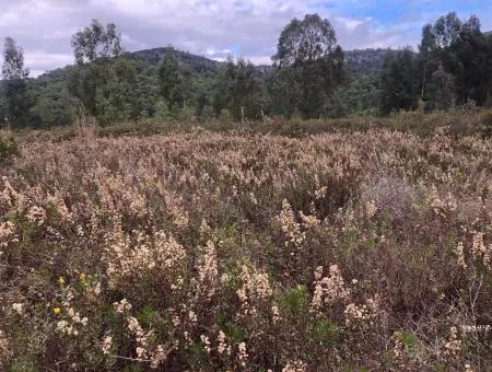 Çamlı Kanala Sıfır Satılık Arazi Arsa Çamlıda Deniz Manzaralı 28768M2 Satılık Arsa