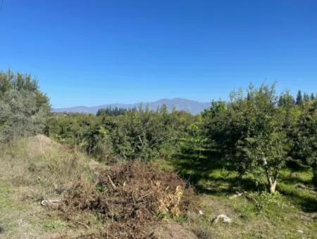 Dalyan'da Satılık 2223M2 Tarla