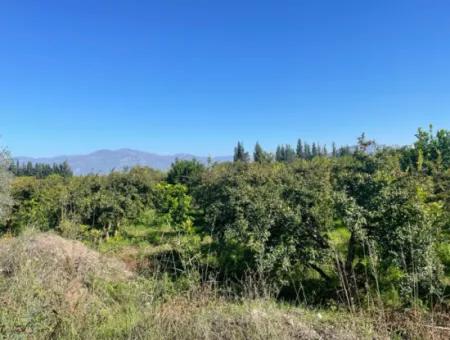 Dalyan'da Satılık 2223M2 Tarla