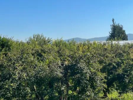 Dalyan'da Satılık 2223M2 Tarla